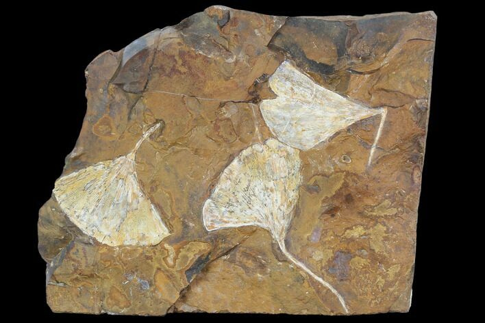 Fossil Ginkgo Leaves From North Dakota - Paleocene #103877